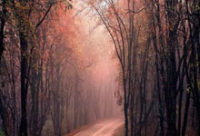 苹果cms模板徽号{lotlek}出本词效果